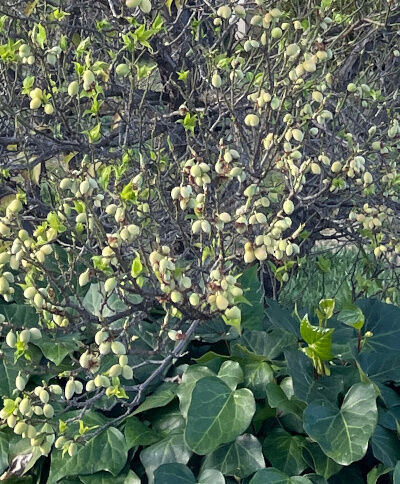 2025-03-16-plum3