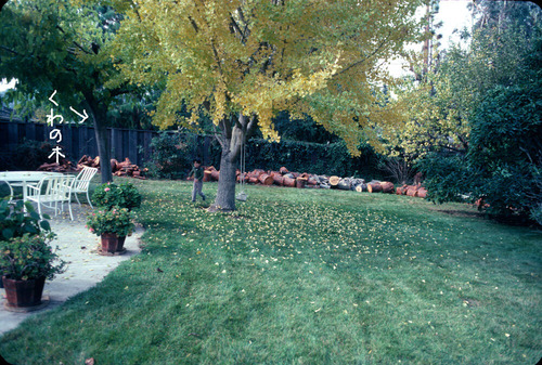 2019-11-06-tree3