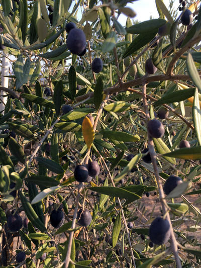 2019-11-05-olive7