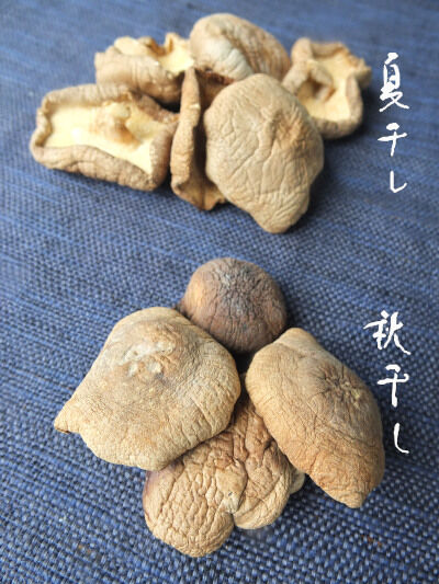 2026-02-23-shiitake4