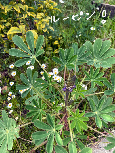 2026-02-24-flowers1