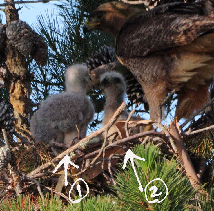 2026-06-04-hawk2