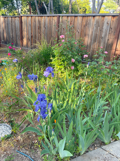 2025-05-02-meadowscape6