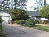 2010_01_12_orangetree4