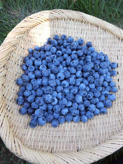 2021-06-15-blueberry3