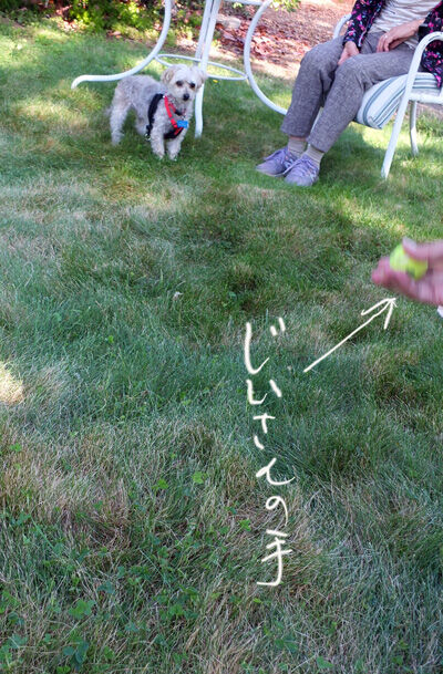 2020-10-25-rasta1