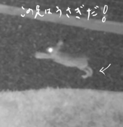 2021-10-06-animal5