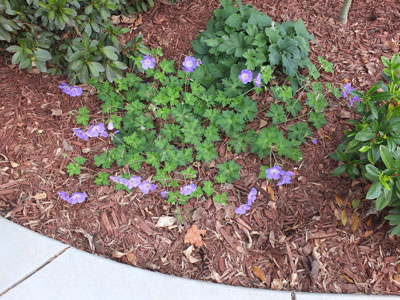 2018-05-19-flower1