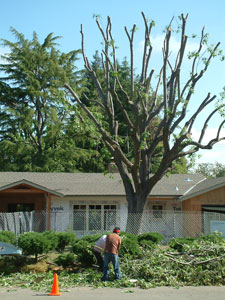 pruned_tree