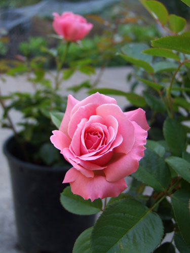 2011_08_02_rose1