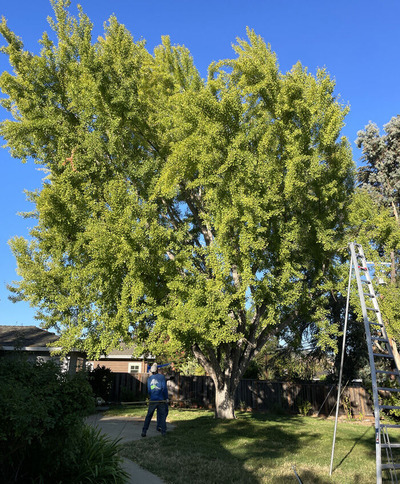 2023-10-26-tree2