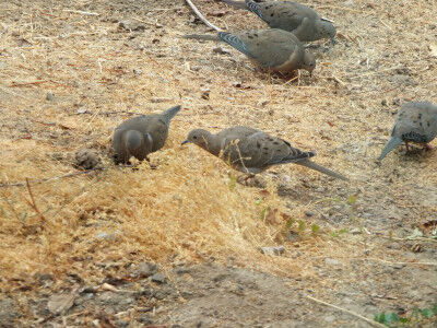 2024-11-01-californianative3