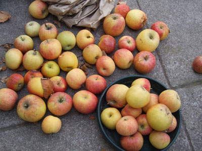 2012-11-07-apples3