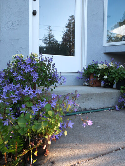 2023-06-14-flowers4