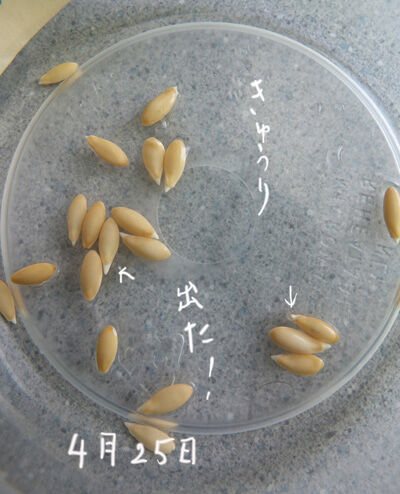 2020-05-15-seeds5