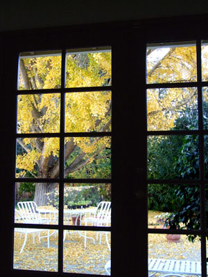 2013-11-10-ginko3