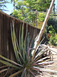 2011_08_29_agave3
