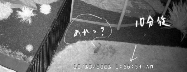 2021-10-19-rabbit5