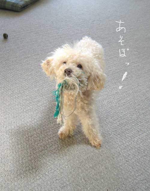 2017-01-16-chibi1