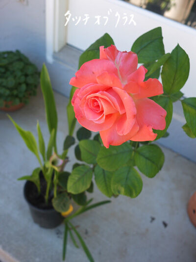 2022-07-28-rose2