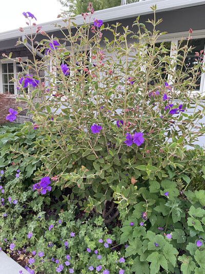 2022-07-24-flowers1