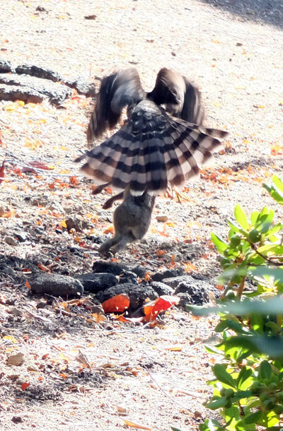 2019-09-03-hawk3
