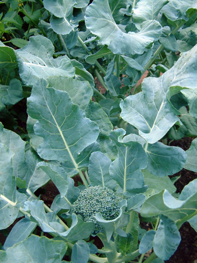 2014-02-05-brocolli