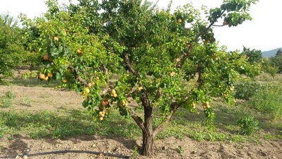 2014-06-16-apricot1