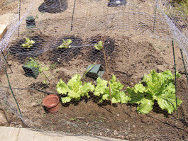 2011_07_18_lettuce