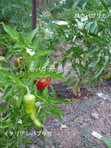 2010_09_21_redbellpepper