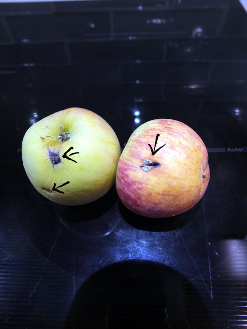2026-10-25-apples3