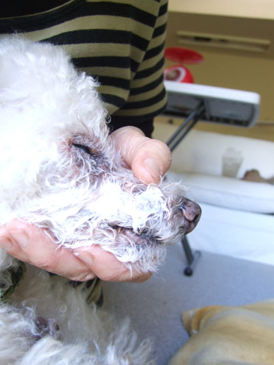 2015-11-12-chibiwash1