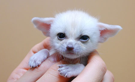 fennec_fox きつね