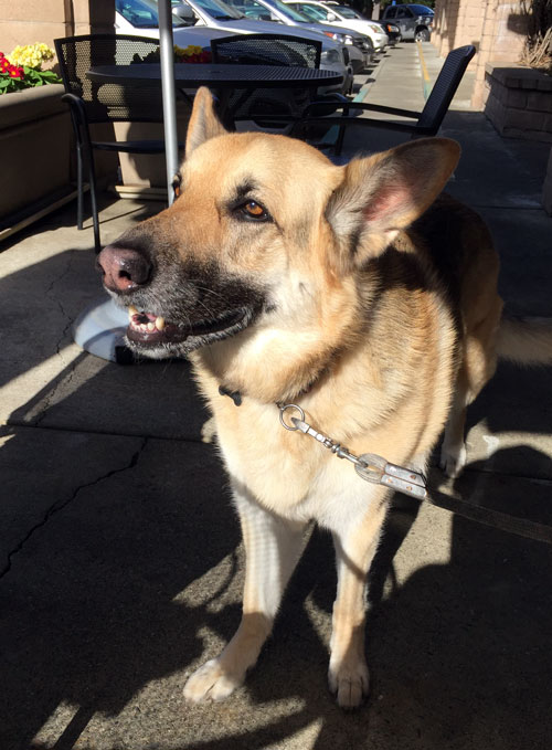2019-01-12-dog3