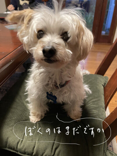 2021-11-17-rasta1