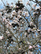 2010_02_25_blacknuts2