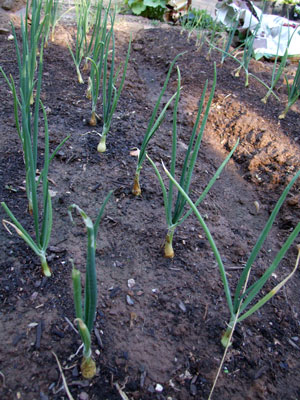 2013-06-15-onions