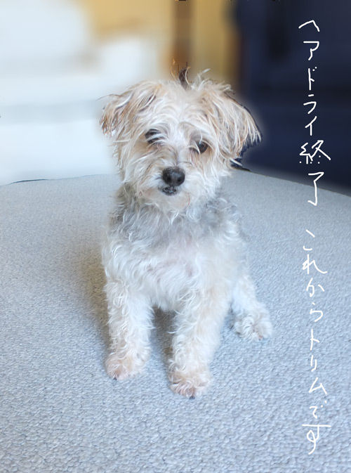 2019-10-13-rasta4
