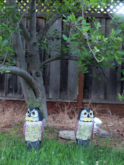 2021-06-10-owl3