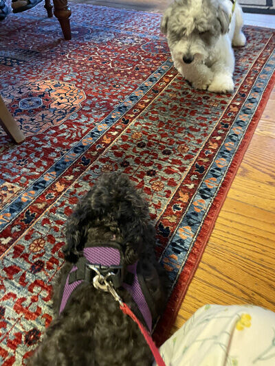 2024-06-30-dogs1