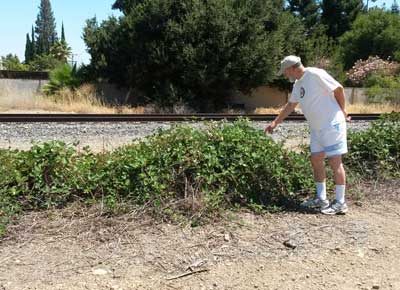 2014-07-12-blackberries