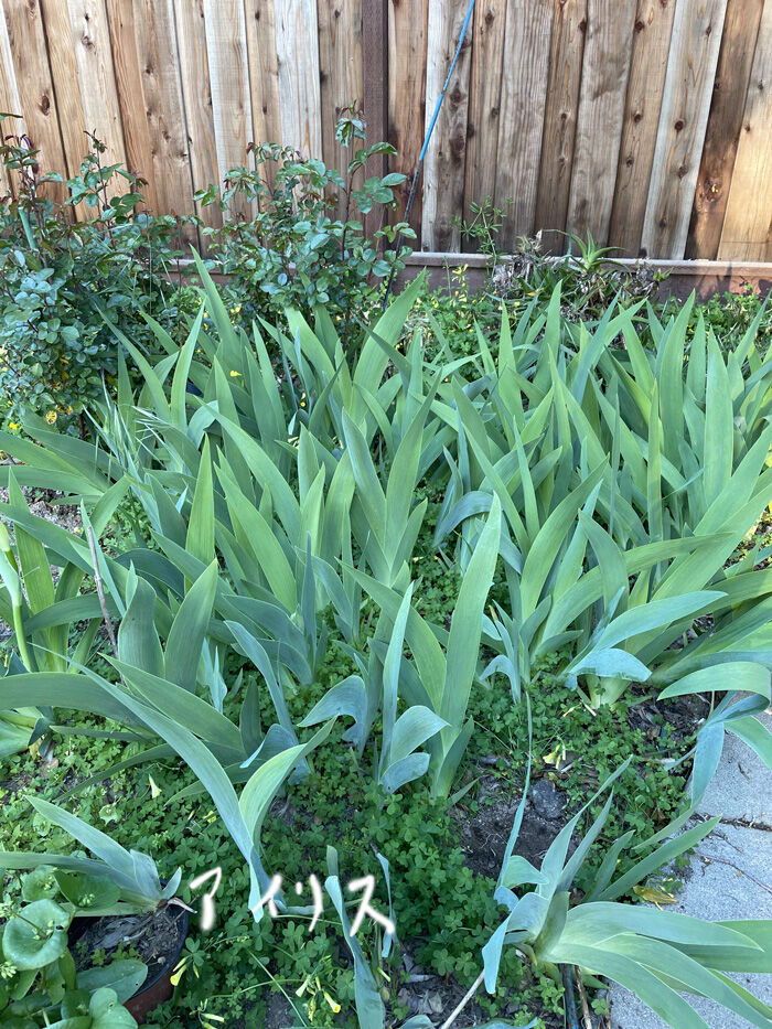 2023-04-15-flowers2
