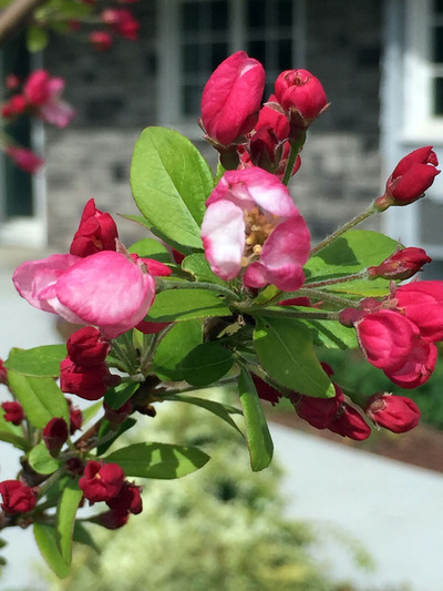 2020-03-08-flower1