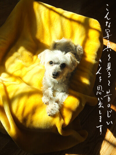 2020-12-09-rasta1