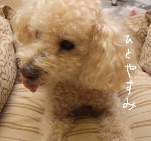 2018-11-18-chibi4