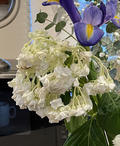 2024-04-26-flowers4