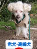 ブログ村シニア犬 高齢犬