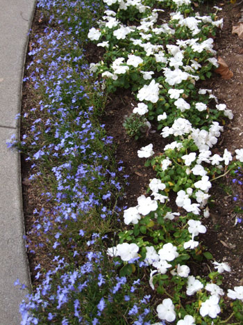 2012-11-15-flowerbed2