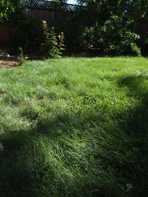 2013-05-18-weeds5