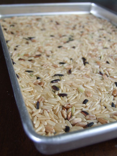 brownrice